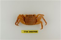 藏品(鱗形斜紋蟹)的圖片